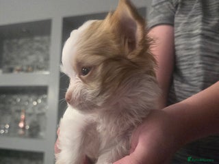 Chihuahua dogs Teacup chihuahua - Advert 1