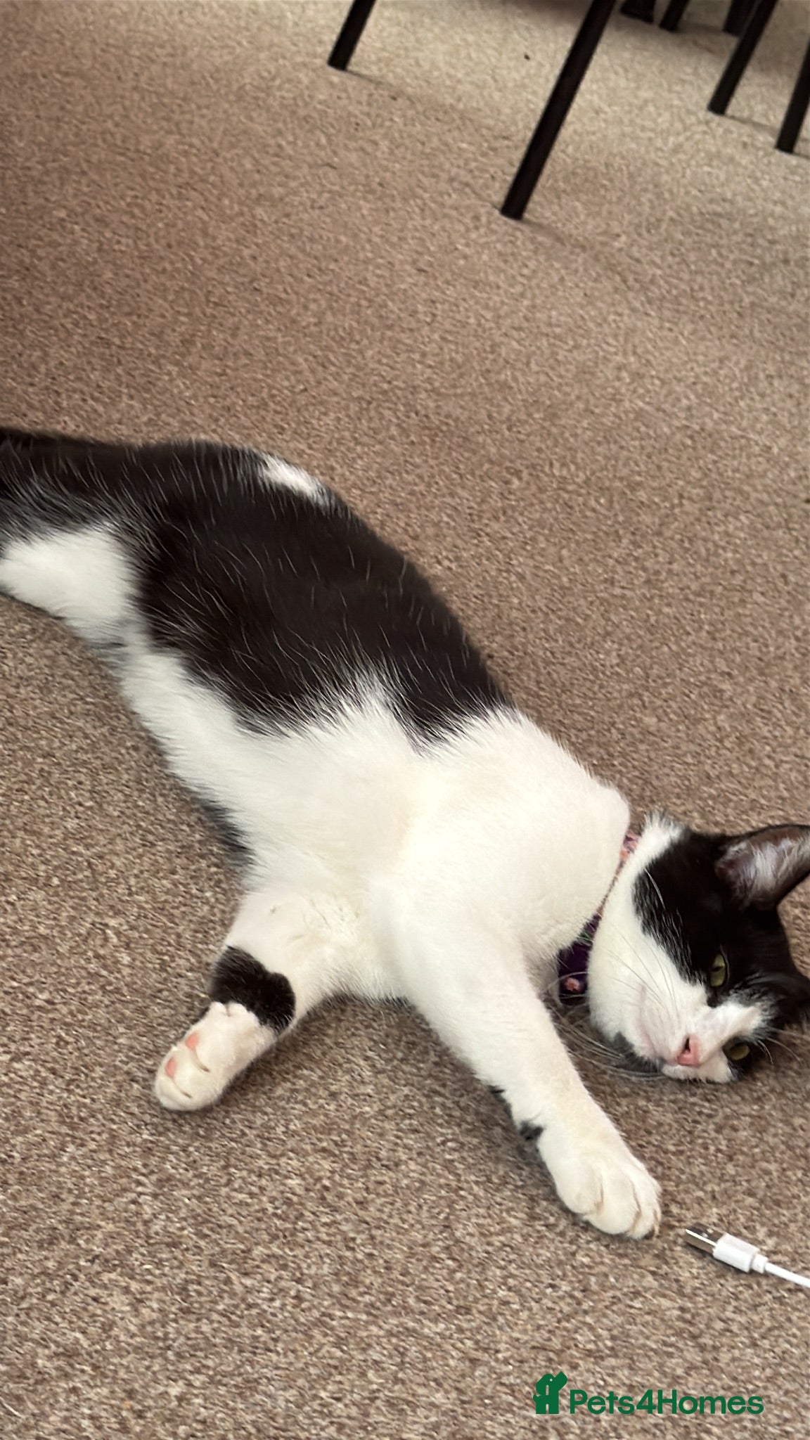Domestic Shorthair cats Beautiful 1 yr Female Cat Looking 4 a Loving Home - Advert 1
