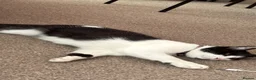 Domestic Shorthair cats for sale: Beautiful 1 yr Female Cat Looking 4 a Loving Home in Aylesbury - Advert 1