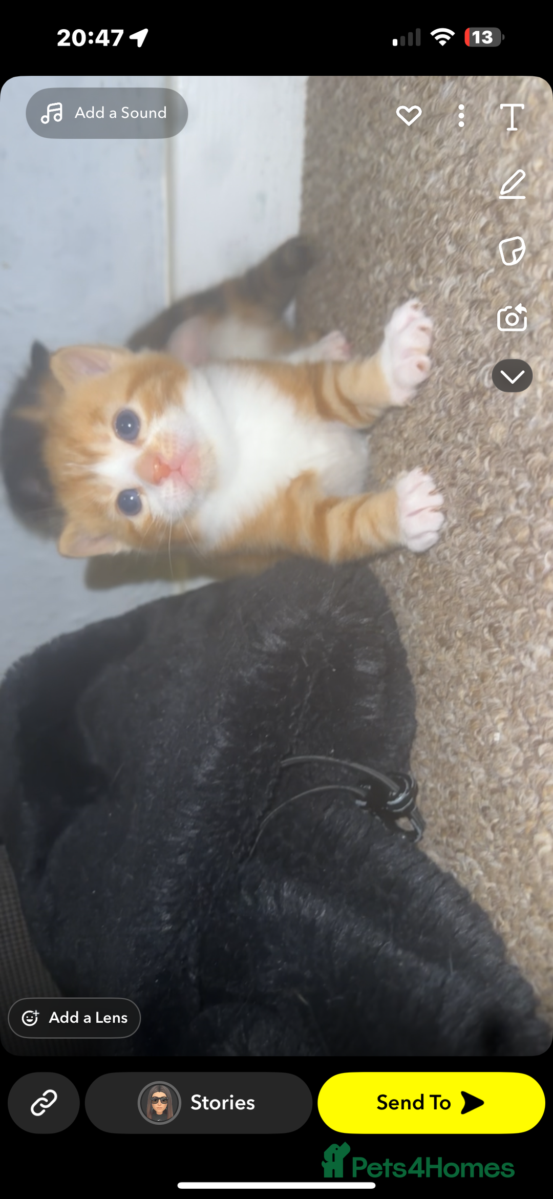Domestic Shorthair cats for sale: Beautiful kittens - Image 5