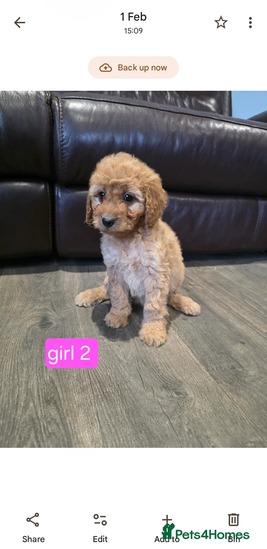 Cockapoo dogs for sale: Adorable Cockapoo pups ready to go 🐾 - Advert 6
