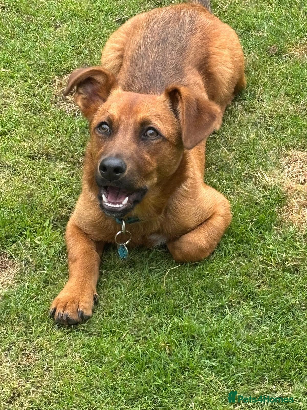 Mixed Breed dogs Russo  - Advert 5