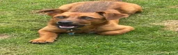 Mixed Breed dogs for adoption: Russo  in Egremont - Advert 1