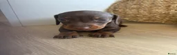 Miniature Dachshund dogs for sale: Miniature dachshund  - Advert 11