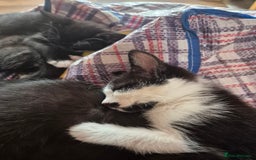 Mixed Breed cats for sale: Black and white kittens - Image 4