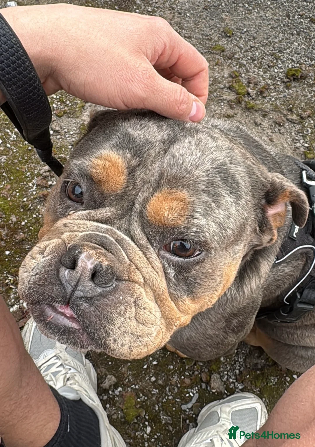 Olde English Bulldogge dogs for sale: Meet Luna looking for a loving new home   - Advert 2