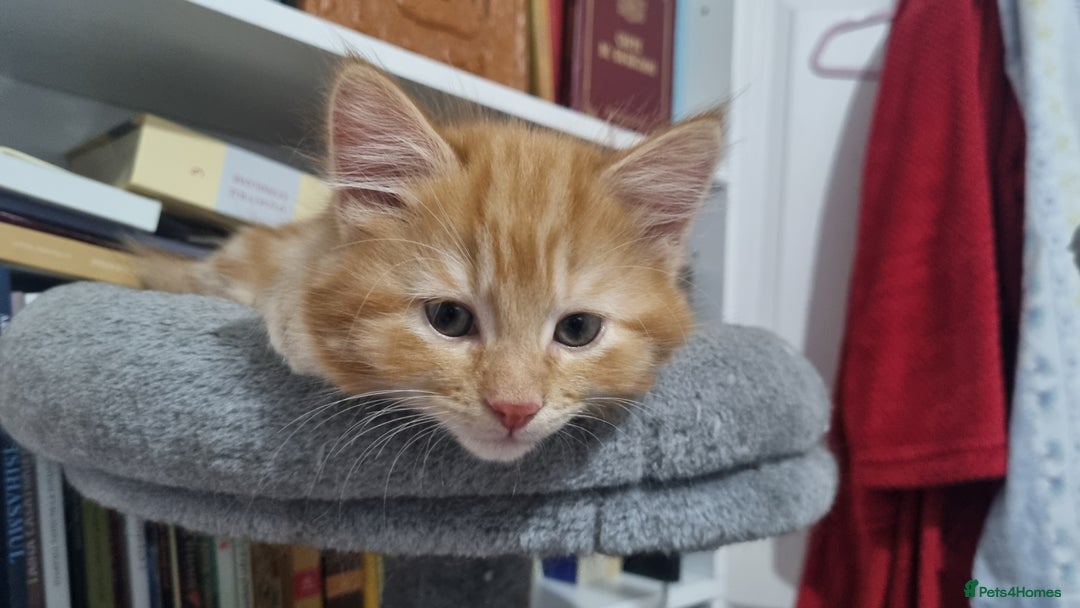 Turkish Angora cats for sale: Beautiful Fluffy Kittens Looking for Loving Homes - Image 7