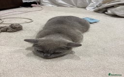 British Shorthair cats for sale: 3 months old Blue BHS kitten - Advert 3
