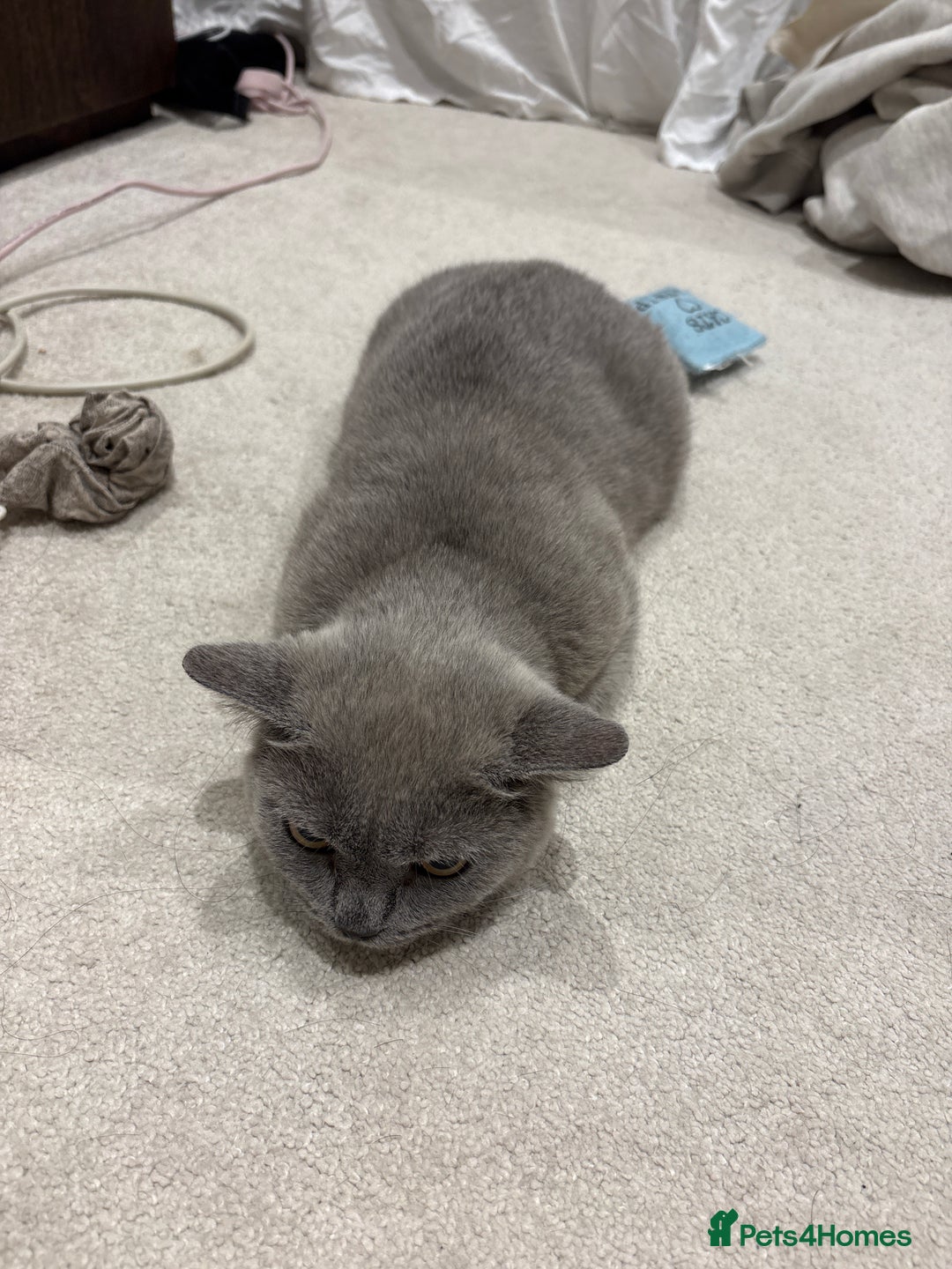 British Shorthair cats for sale: 3 months old Blue BHS kitten - Advert 3