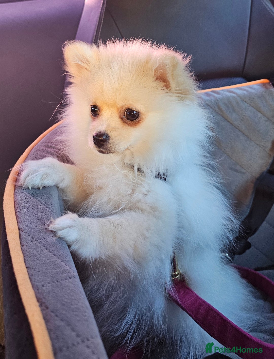 Pomeranian dogs for sale: 🐾 Beautiful Pomeranian Puppy Girl for Sale 🐾 - Advert 2