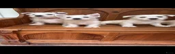 West Highland Terrier dogs for sale: ROYAL KENNEL CLUB WEST HIGHLAND TERRIES - Advert 18