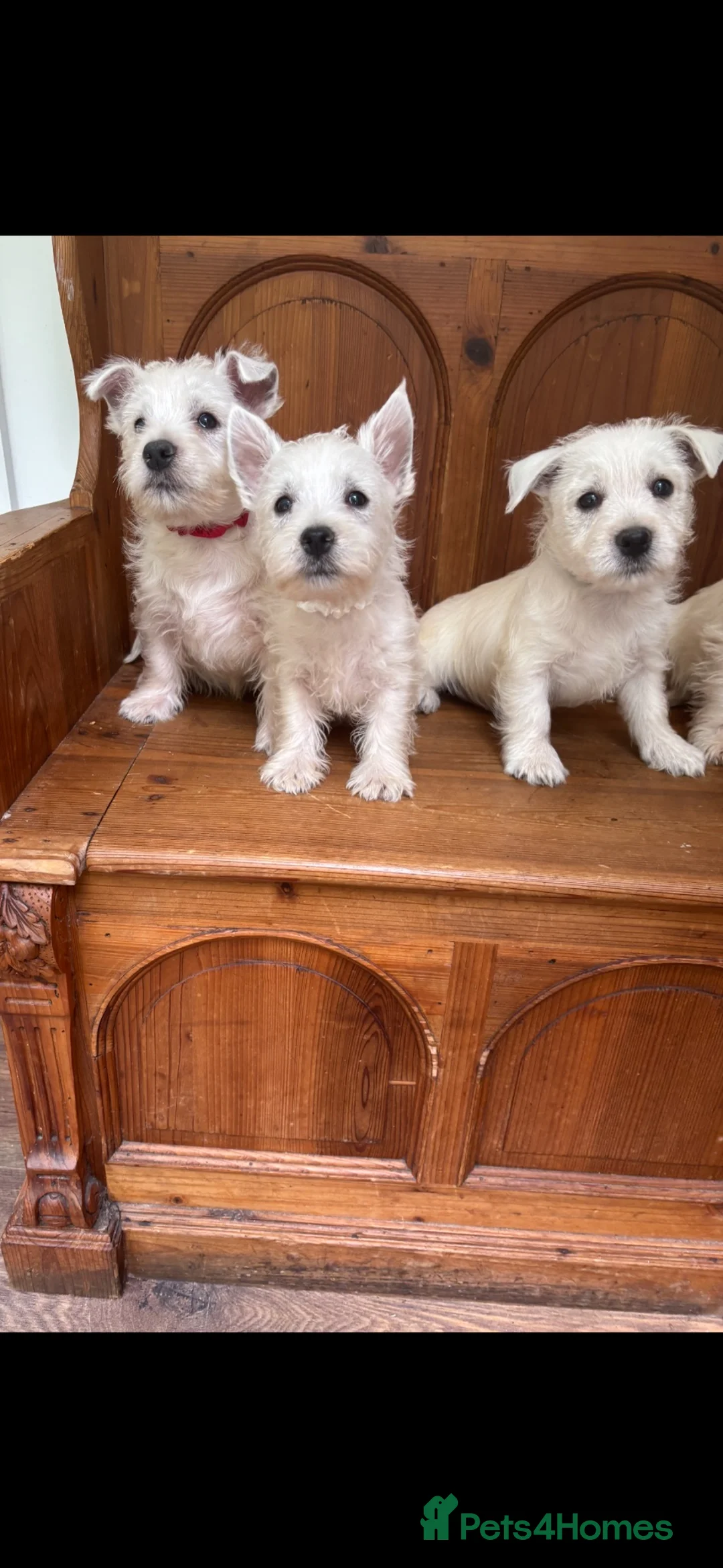 West Highland Terrier dogs for sale: ROYAL KENNEL CLUB WEST HIGHLAND TERRIES - Advert 18