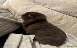 Mini Lop rabbits for sale: rabbit for sale  - Image 2