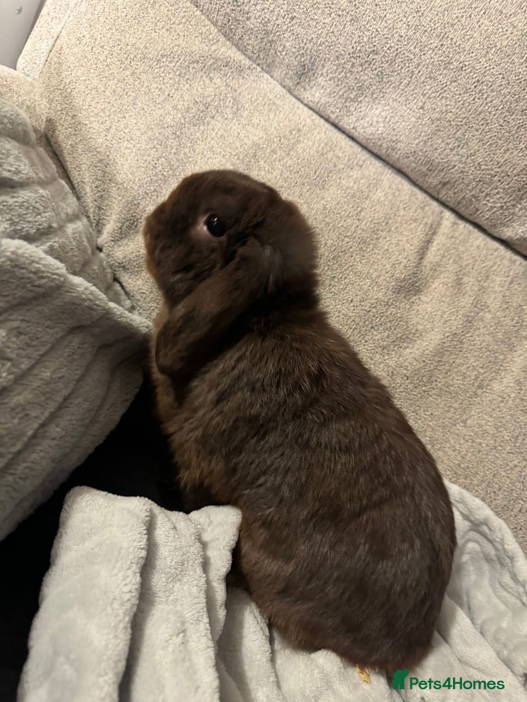 Mini Lop rabbits for sale: rabbit for sale  - Image 2
