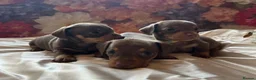 Miniature Dachshund dogs for sale: Miniature dachshund puppies 🐶  - Advert 15