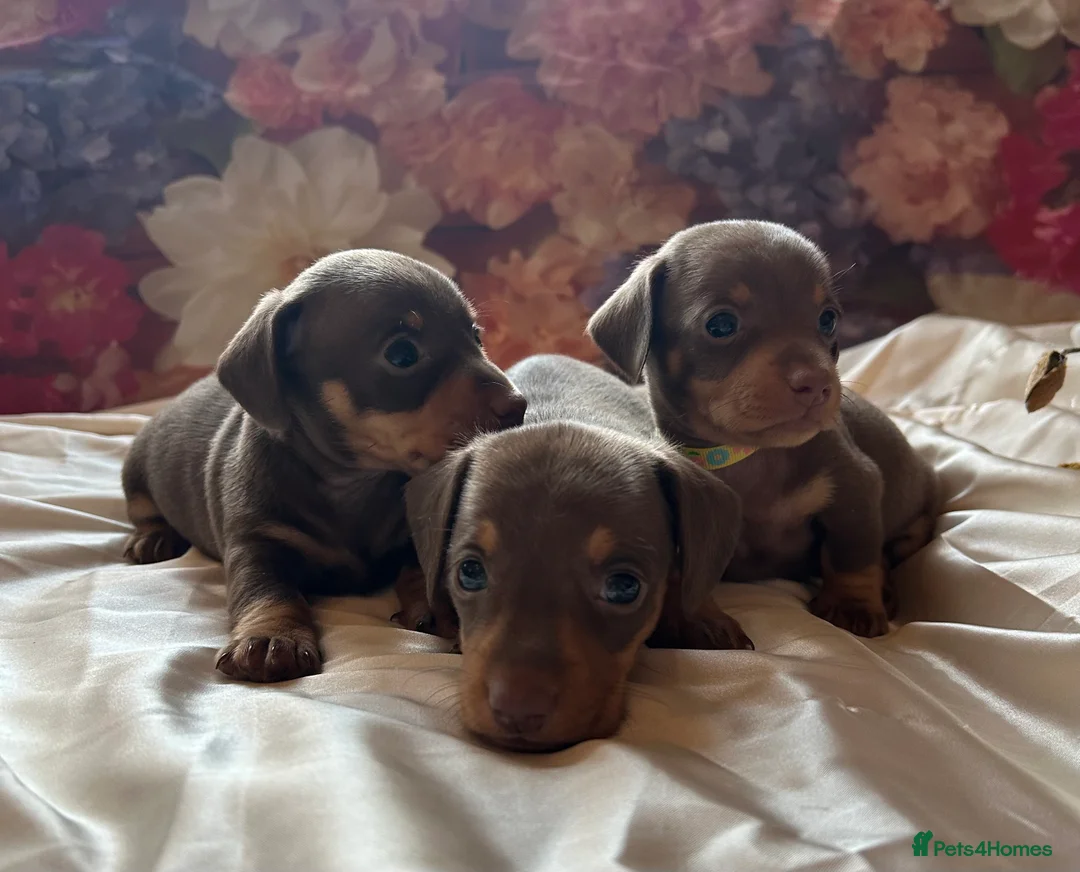 Miniature Dachshund dogs for sale: Miniature dachshund puppies 🐶  - Advert 15