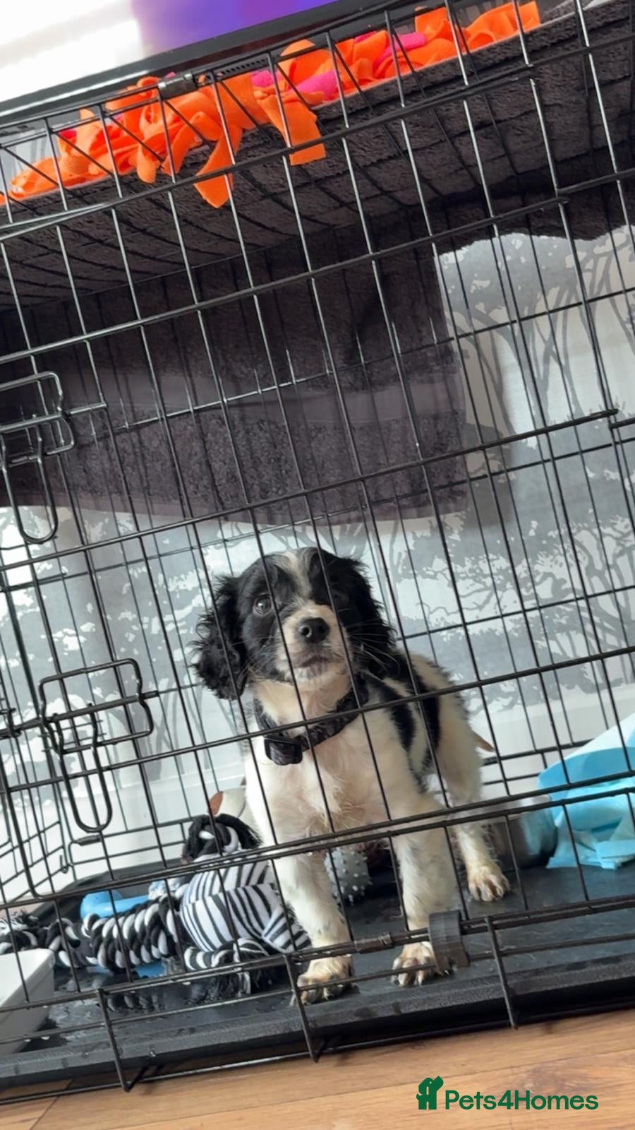 Cocker Spaniel dogs Cocker spaniel  - Advert 10