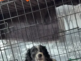 Cocker Spaniel dogs Cocker spaniel - Advert 14