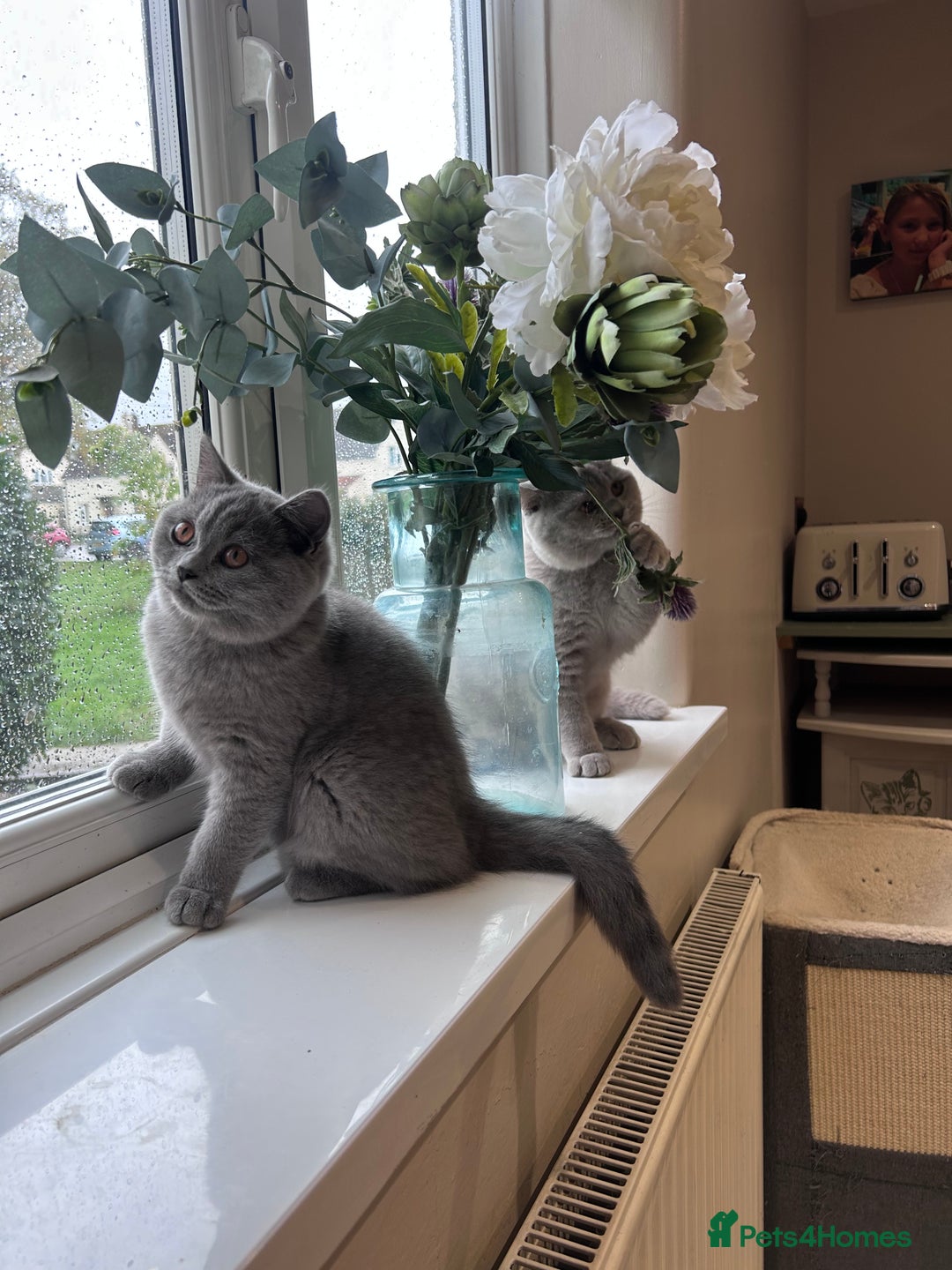 British Shorthair cats for sale: Tica Registered British Shorthairs  - Advert 16
