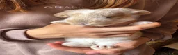 French Lop rabbits for sale: 🩷 French Lop Kits ready to leave tomorrow 🩷 - Advert 12