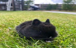 Netherland Dwarf rabbits for sale: 2 Beautiful Netherland dwarf pairs £1OO - Image 7