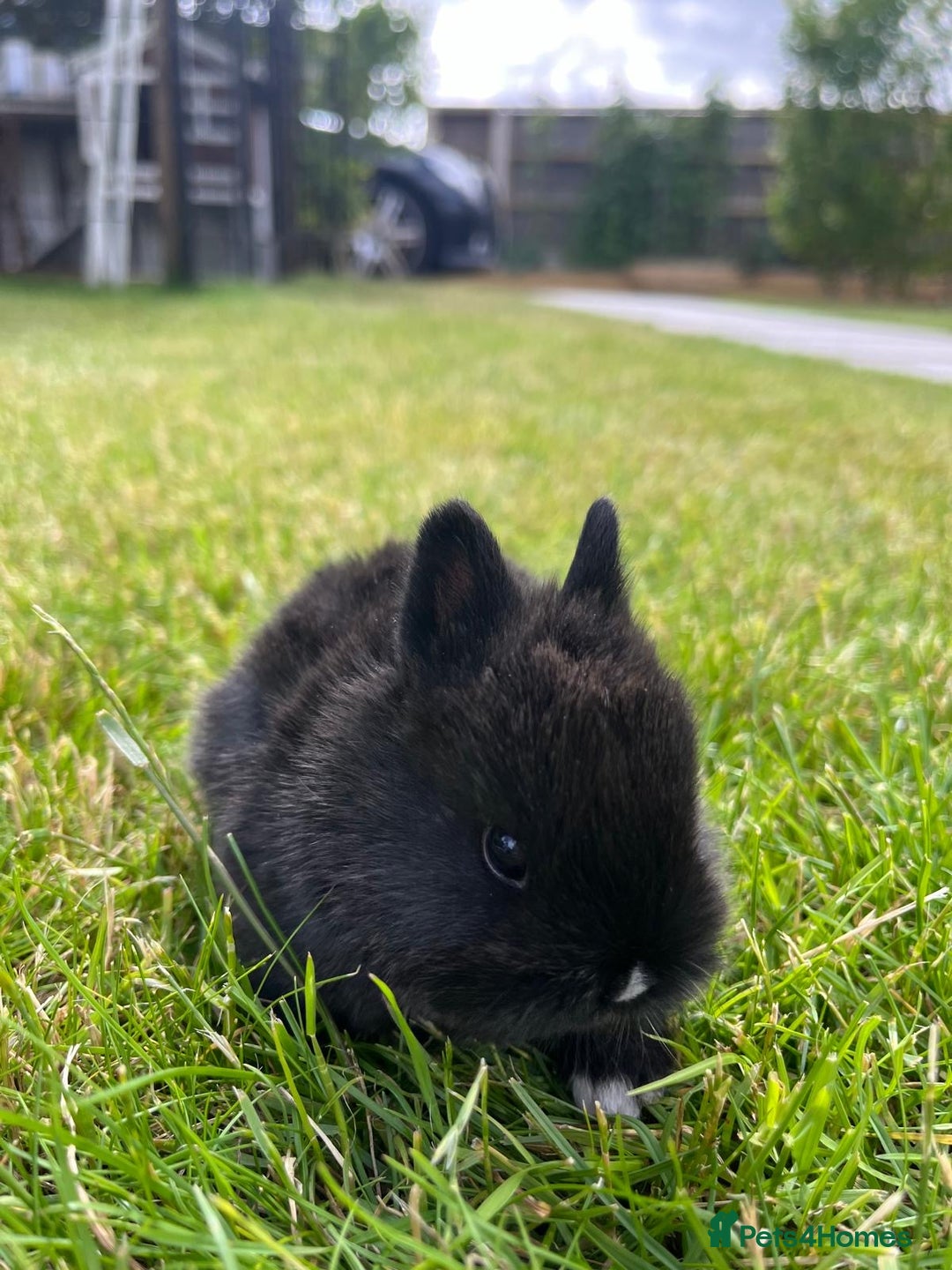 Netherland Dwarf rabbits for sale: 2 Beautiful Netherland dwarf pairs £1OO - Image 7