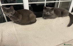 British Shorthair cats for sale: GORGEOUS FLUFFBALLS FOR SALE - Image 2
