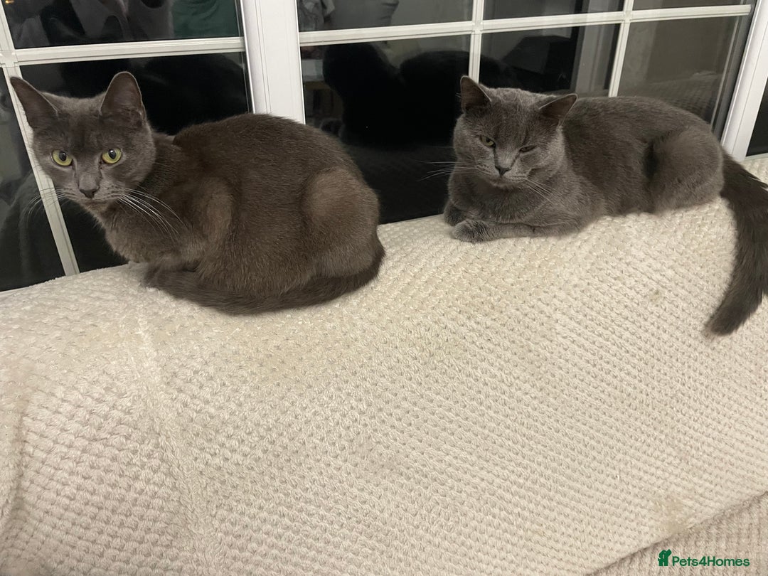 British Shorthair cats for sale: GORGEOUS FLUFFBALLS FOR SALE - Image 2