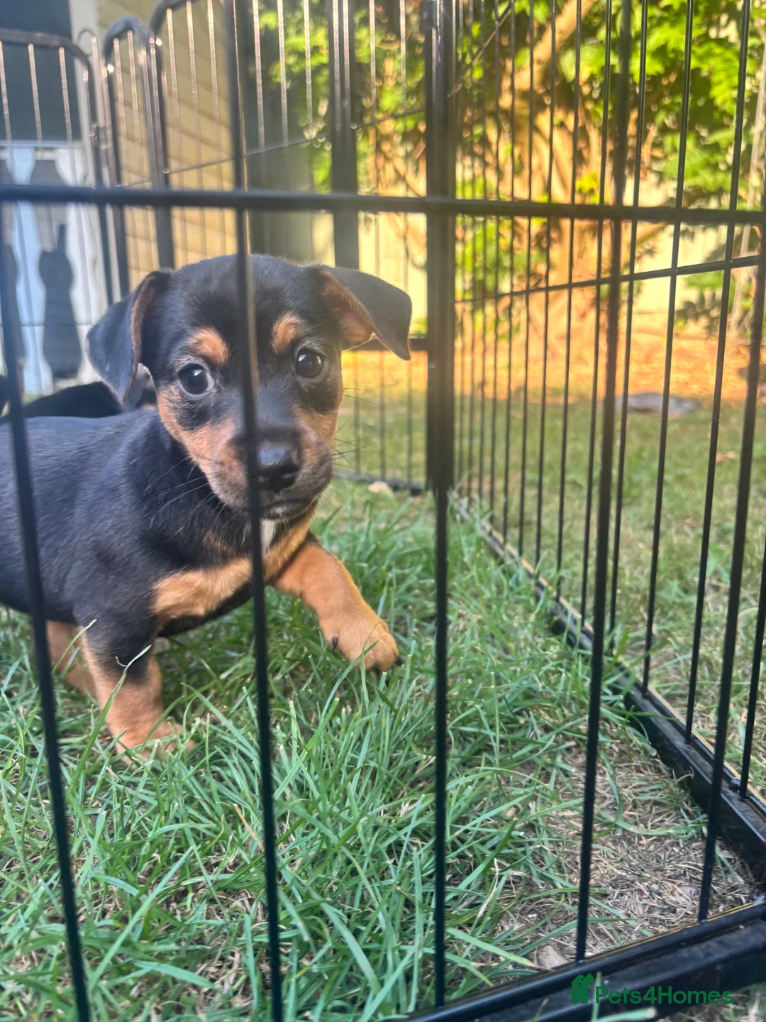 Jack Russell dogs for sale: 2 Outstanding Girl Jack Russell’s.  - Image 5