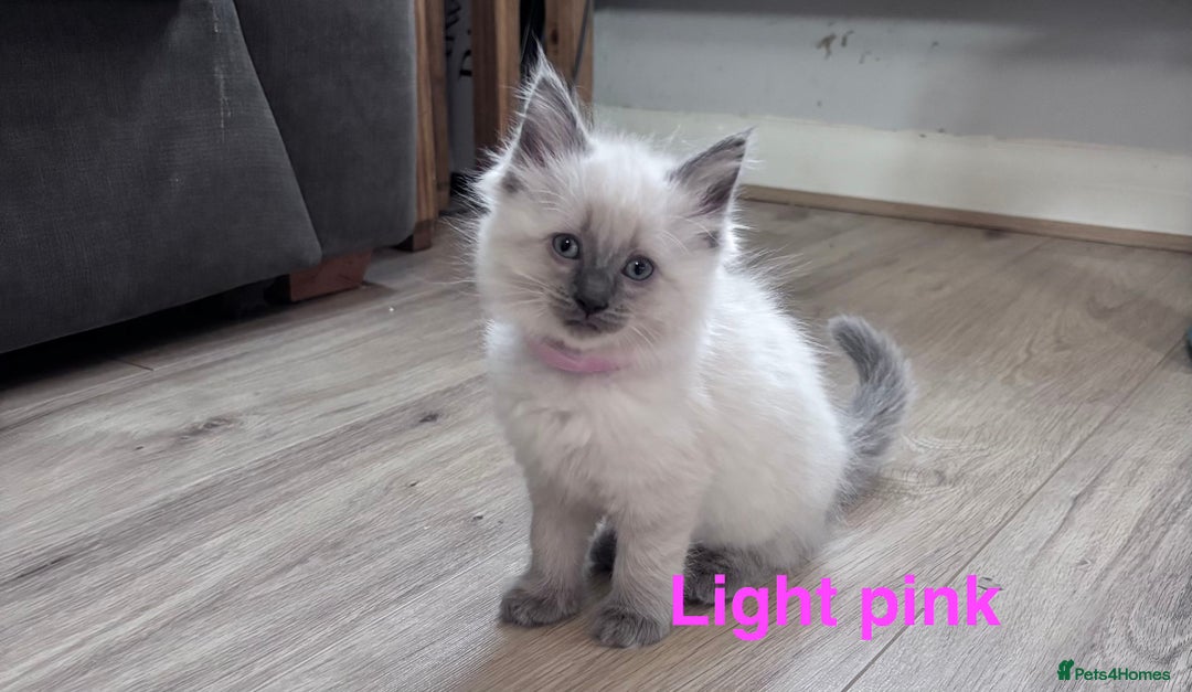 Ragdoll cats for sale: 4 adorable Ragdoll kittens  - Advert 13