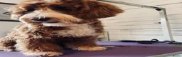 Double Doodle dogs for stud: Australian Labradoodle x Double Doodle - Advert 8