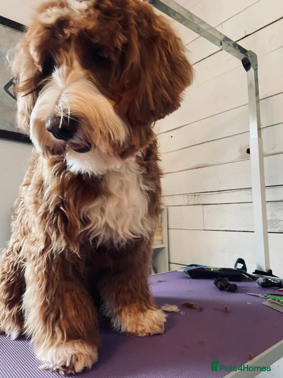 Double Doodle dogs for stud: Australian Labradoodle x Double Doodle - Advert 8