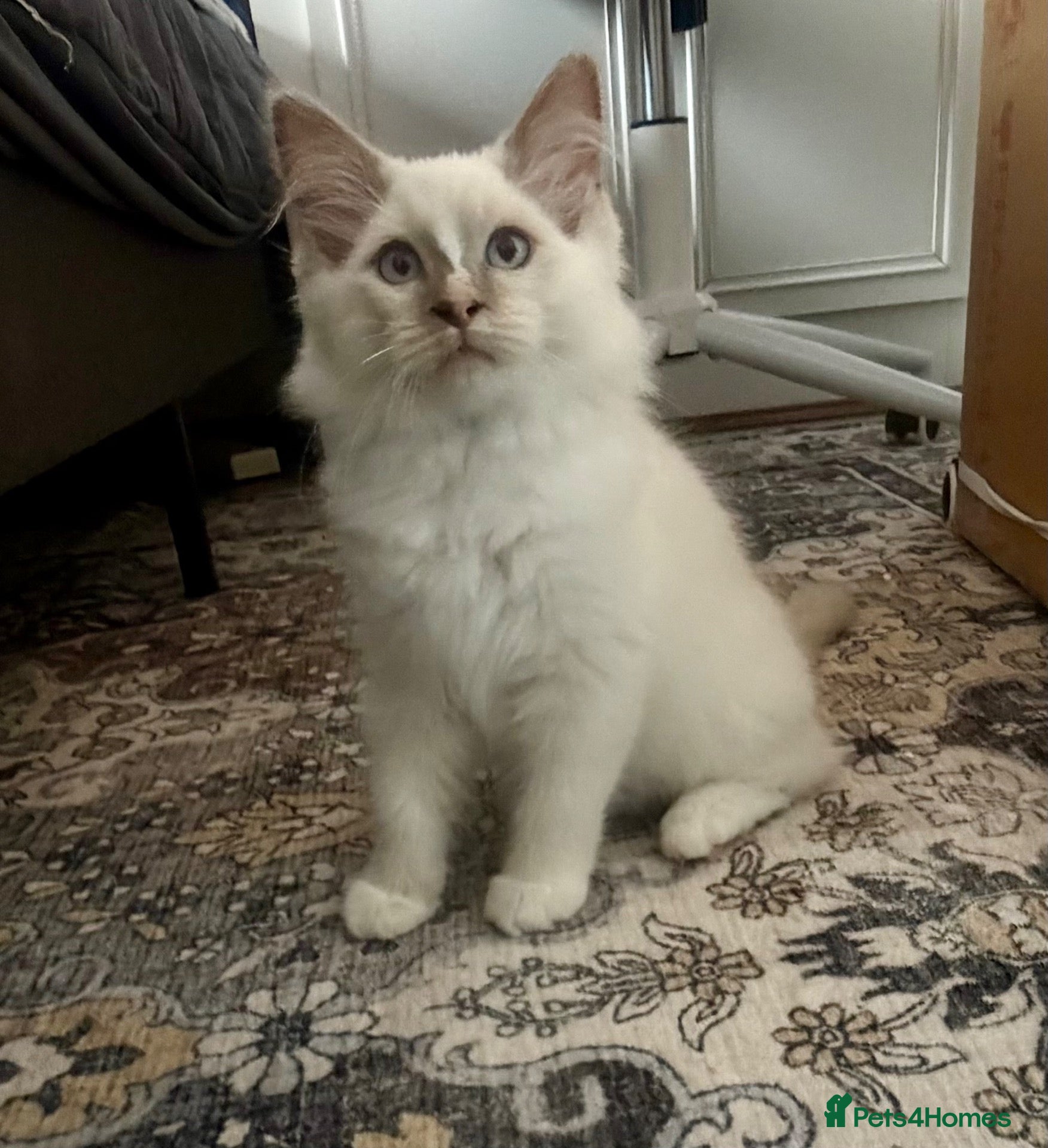 Ragdoll cats ⭐️ 🐾 PUREBRED RAGDOLL MICROCHIPPED KITTENS ❤️ - Advert 16