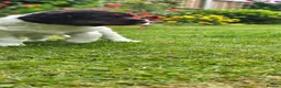 Cocker Spaniel dogs for sale: Working Cocker Spaniel Puppies - Advert 8