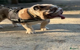 English Bulldog dogs for stud: Grizzly ready to stud  - Image 5