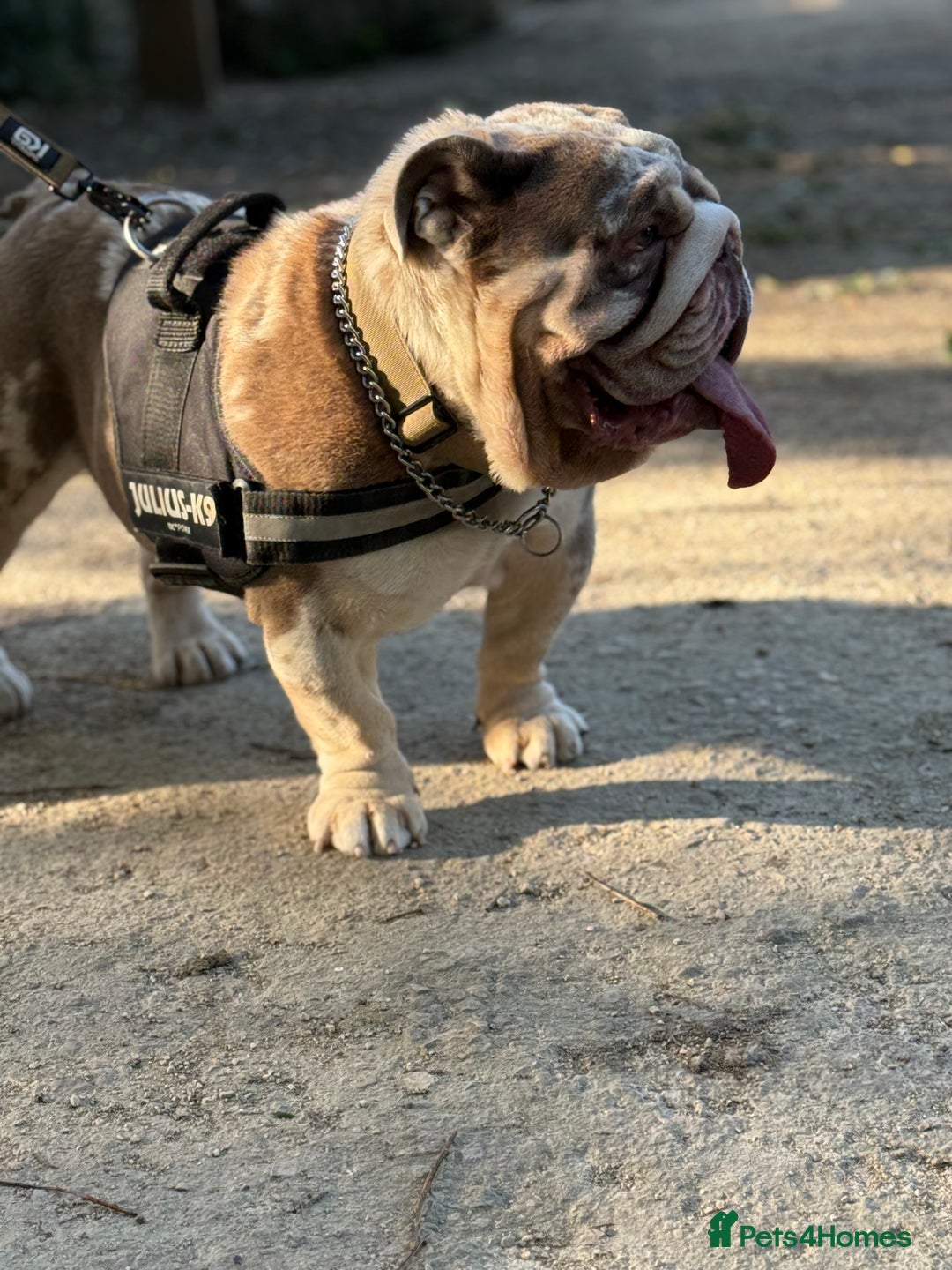 English Bulldog dogs for stud: Grizzly ready to stud  - Image 5