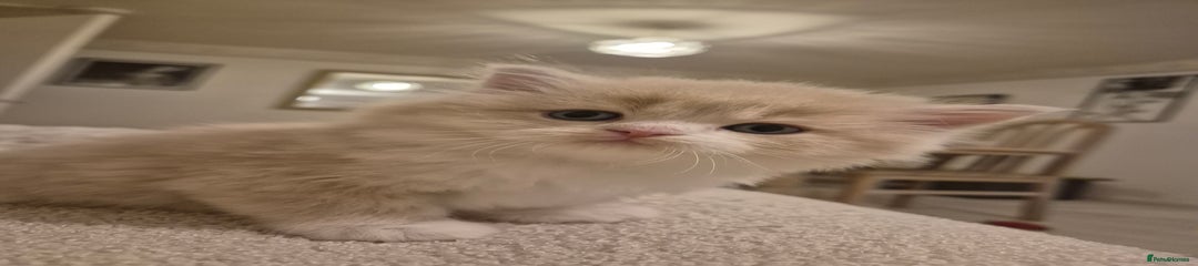 Scottish Fold Kitten 2