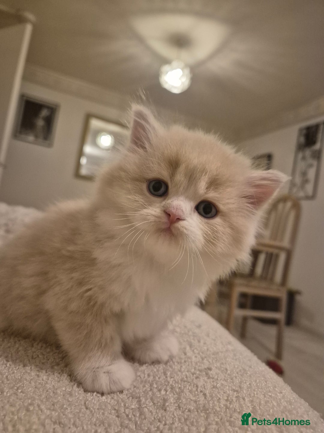 Scottish Fold cats for sale: Three stunning kittens - Image 6