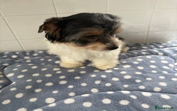 Biewer Terrier dogs for sale: Biewer Terrier female  - Image 5