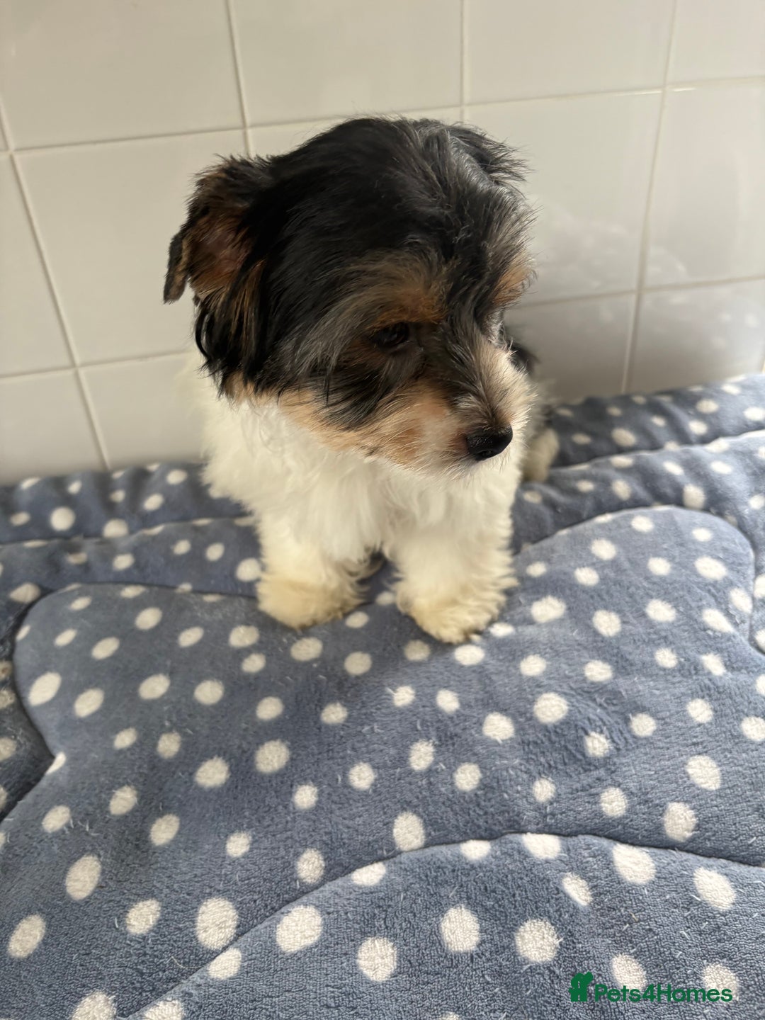 Biewer Terrier dogs for sale: Biewer Terrier female  - Image 5