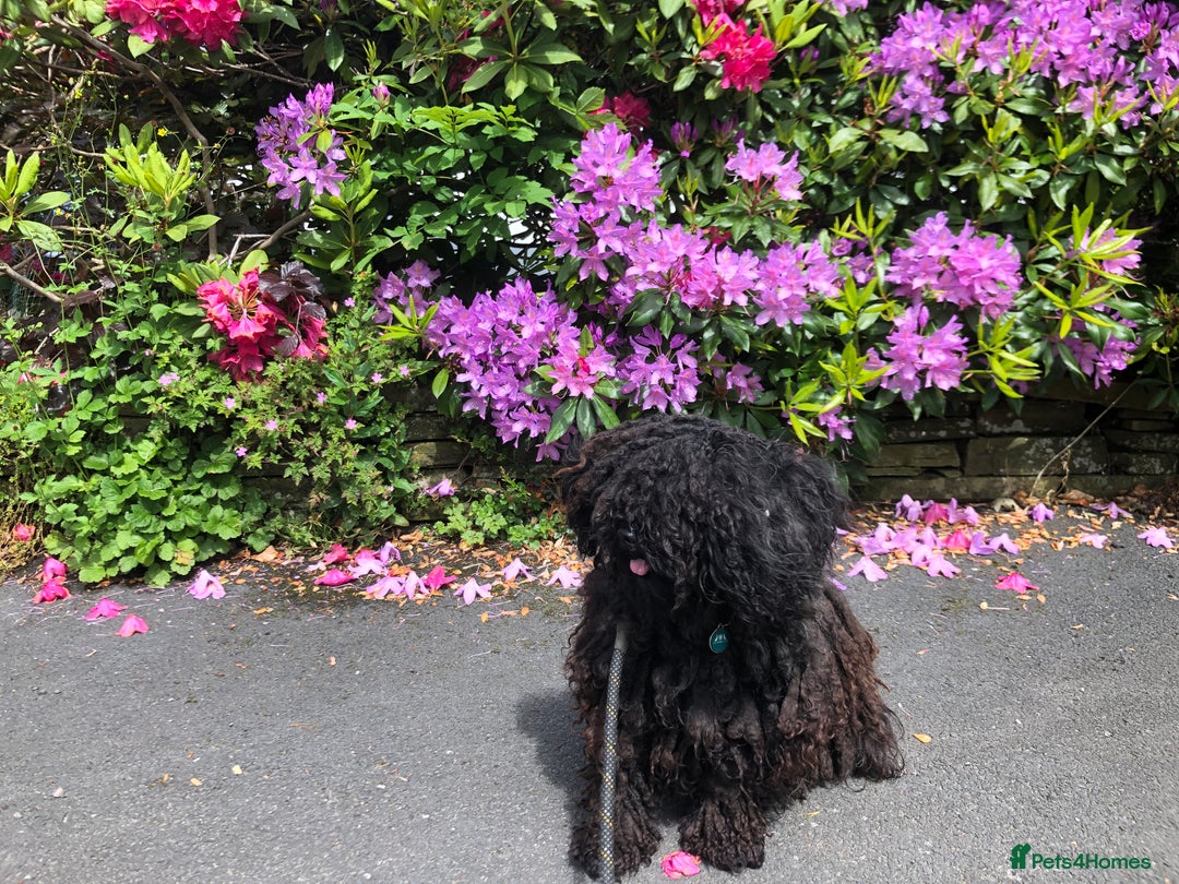 Hungarian Puli dogs for sale: Looking for a happy home for Noodles - Image 1