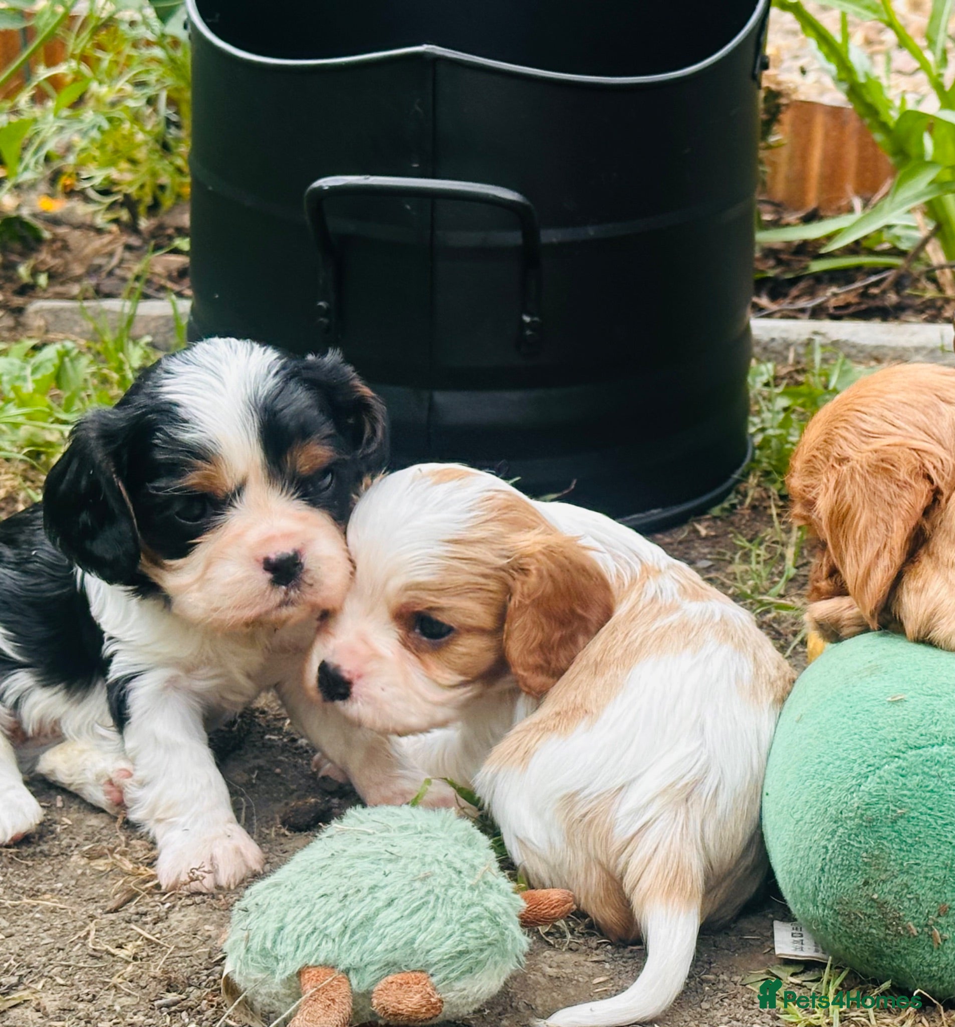 Cavalier King Charles Spaniel dogs KC Cavalier King Charles Puppies, All 4 Colours. - Advert 5