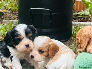Cavalier King Charles Spaniel dogs KC Cavalier King Charles Puppies, All 4 Colours. - Advert 5
