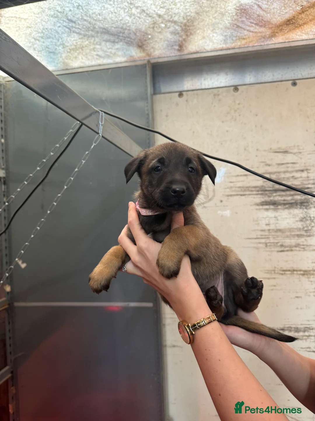 Belgian Shepherd Dog dogs for sale: Gorgeous Belgian Malinois Puppies - Advert 13