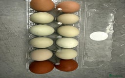 Chickens poultry for sale: Fertile hatching eggs available. One day old chick - Image 8