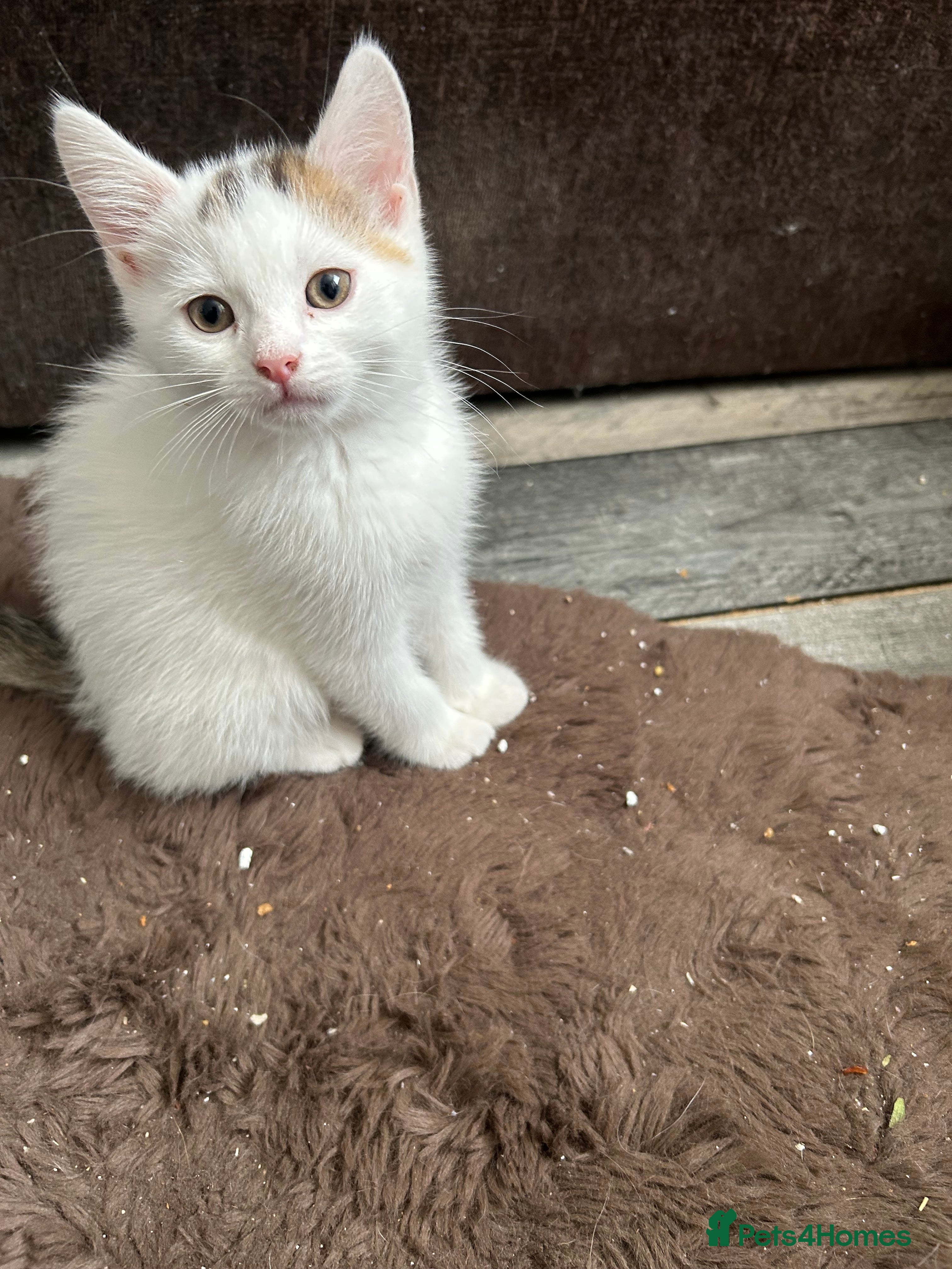 Mixed Breed cats Kittens are ready now  - Advert 2