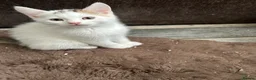 Mixed Breed cats for sale: Kittens are ready now  - Advert 1