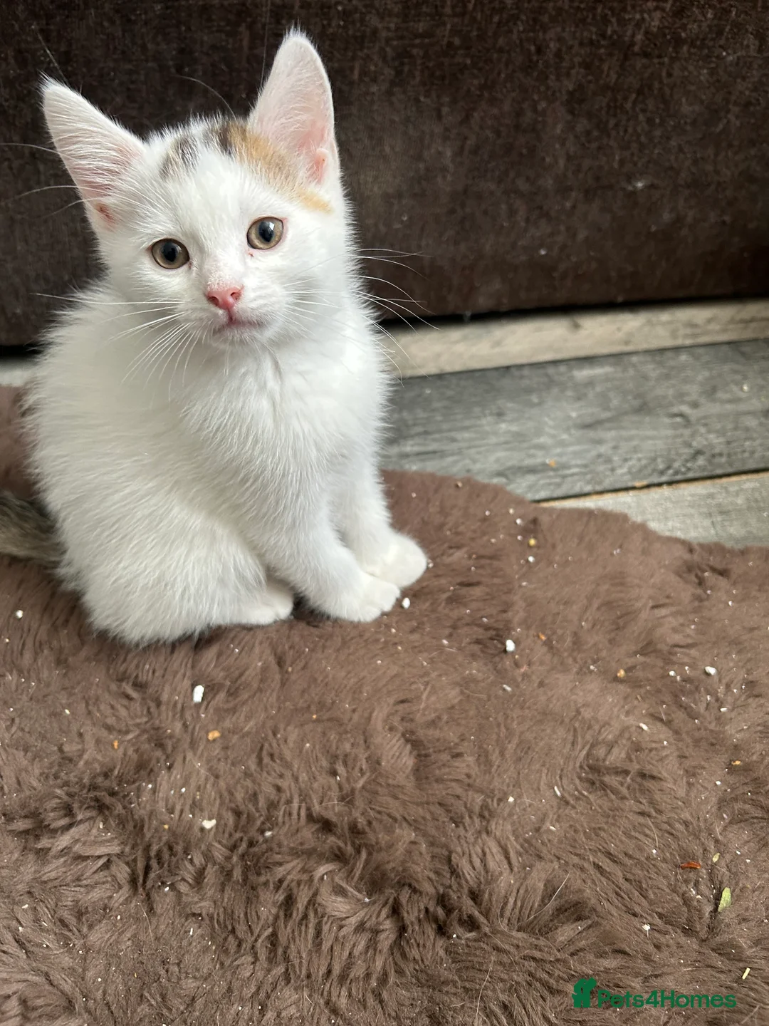 Mixed Breed cats for sale: Kittens are ready now  - Advert 1