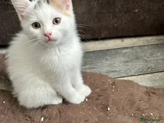 Mixed Breed cats Kittens are ready now - Advert 3