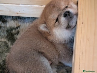 Japanese Shiba Inu dogs for sale - Advert 1